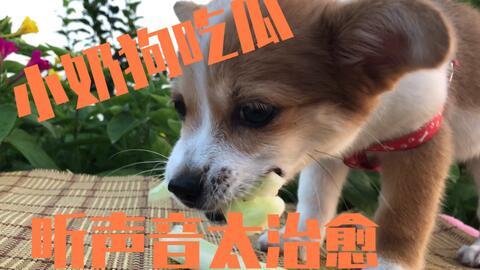 小狗吃瓜单视频,小狗的欢乐吃瓜时光