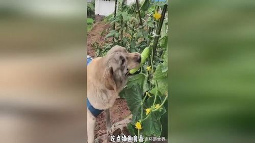 小狗吃瓜单视频,小狗的欢乐吃瓜时光