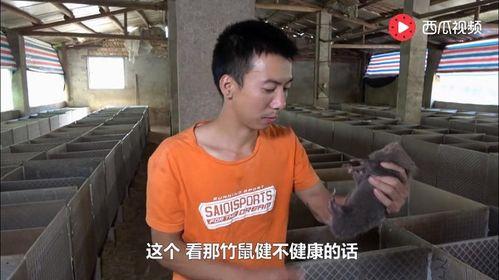 杨一凡吃瓜视频,揭秘娱乐圈幕后故事