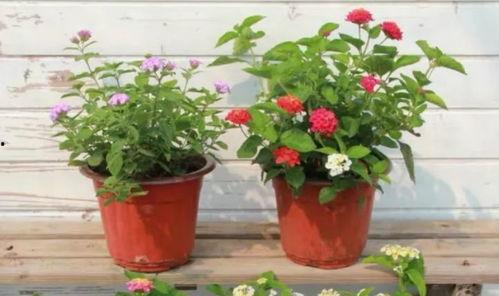 石板岩吃瓜最新事件视频,揭秘网络热议背后的真相