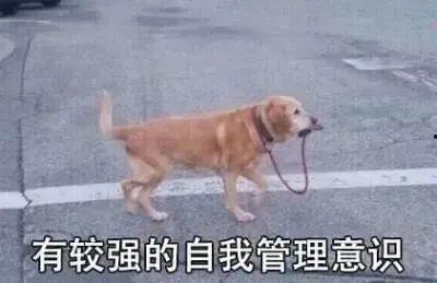 吃瓜人狗大战视频播放