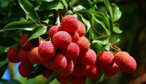 吃瓜少女爱荔枝视频,吃瓜少女的甜蜜冒险