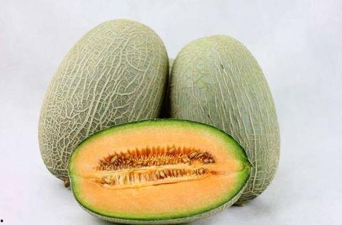 新疆动物吃哈密瓜视频,动物们的美食盛宴