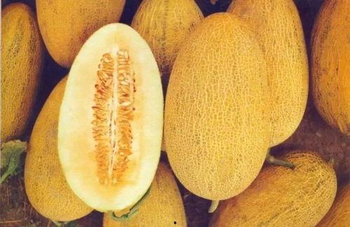 新疆动物吃哈密瓜视频,动物们的美食盛宴