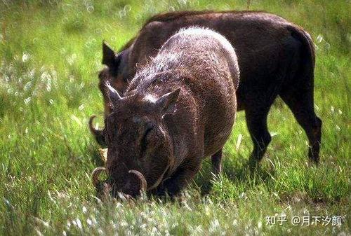 野猪吃不吃喜子瓜呢视频