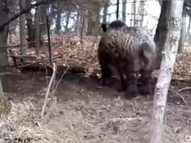 野猪吃不吃喜子瓜呢视频