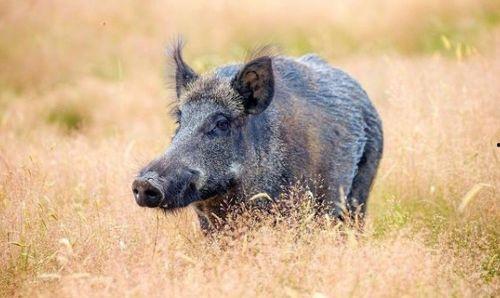 野猪吃不吃喜子瓜呢视频