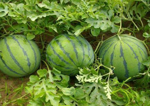 菜园子找瓜吃视频,跟随视频探寻瓜果丰收的秘密