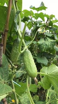 菜园子找瓜吃视频,跟随视频探寻瓜果丰收的秘密