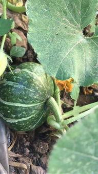 菜园子找瓜吃视频,跟随视频探寻瓜果丰收的秘密