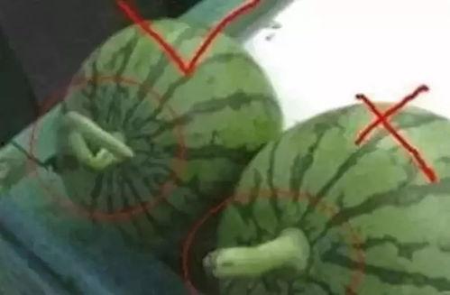 学会做西瓜皮吃瓜视频,跟着视频学会创意吃法