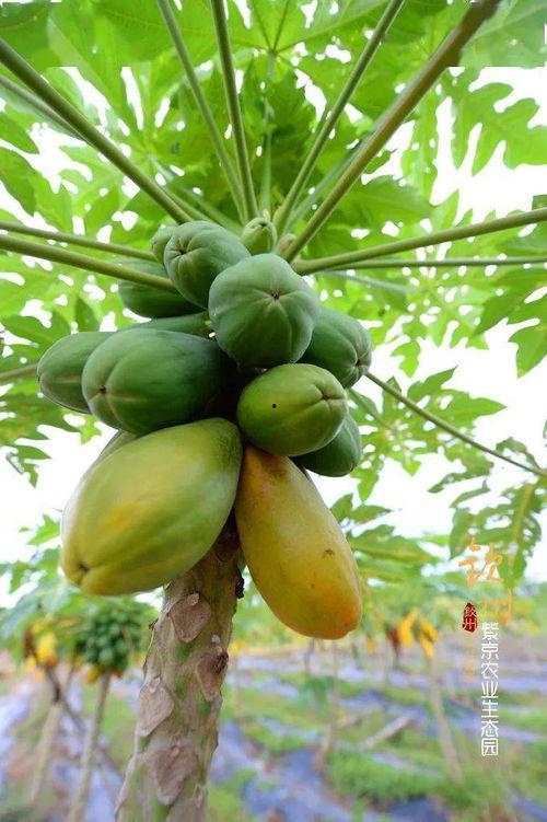 锦华观芷吃瓜的视频,揭秘娱乐圈幕后故事