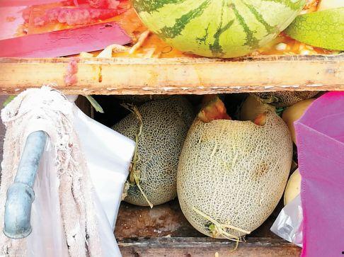 哈密瓜能给羊吃吗视频,羊儿喜爱的夏日美味